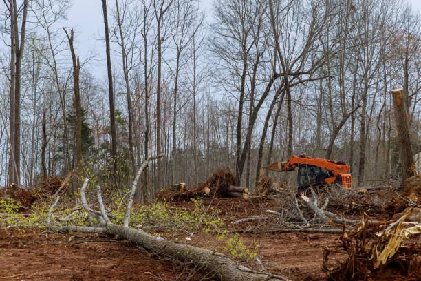 Best Tree Mulching  in Devine, TX